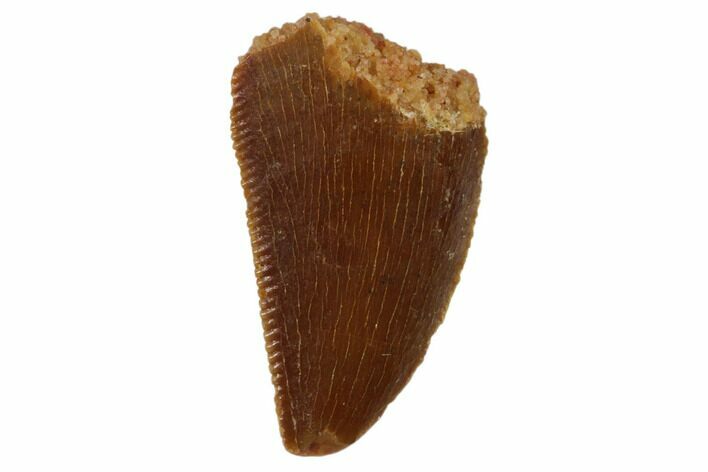 Serrated, Raptor Tooth - Real Dinosaur Tooth #101799